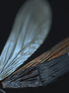 Damselfly — Silver Lacquer Brooch