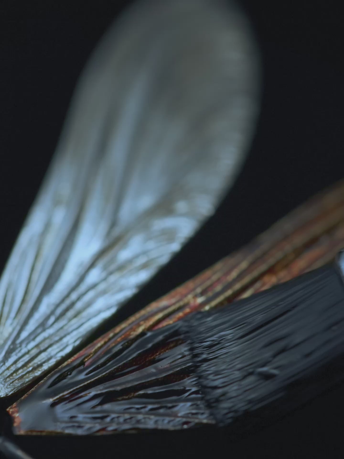 Damselfly — Silver Lacquer Brooch